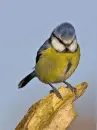 Funny bird.