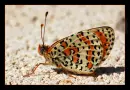 The butterfly.