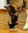 dog licks cat