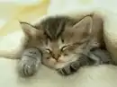 sleeping kitty