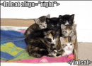 kitties