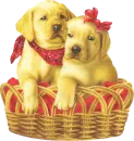Lab Pups