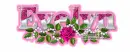 Pink Rose-Evelyn