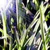Grass