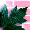 Leaf on Brick