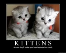 cute kitties