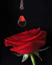 Roses are Red 1