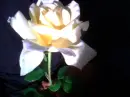 pretty rose