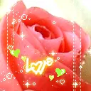 rose