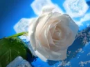 rosas
