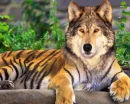 WOLF TIGER