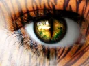TIGERS EYE