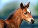 cute foal