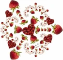 STRAWBERRY MAINA