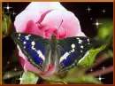 The butterfly.