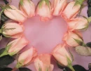 rosas