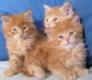 gatitos