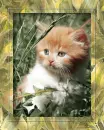 Kitten.