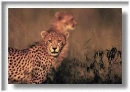 cheetas