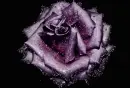 Rose.