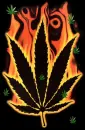 the weed