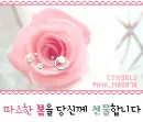 pink rose with bubble