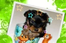 Sweety