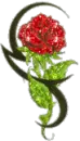 moon rose
