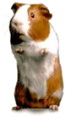 Guinea pig