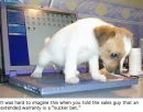 bad doggy