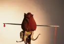 bloody rose