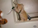 evil cat
