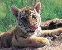 baby tiger