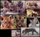 tigers