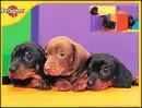 dachshund