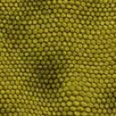 lizard