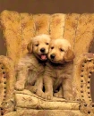 Cute Puppies
