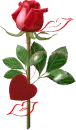 Red Roses
