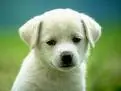 Cute Puppy 