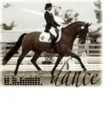 horse