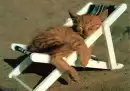Sunbathing 