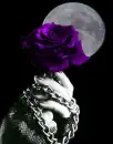 purple rose