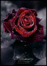 Luxury Rose