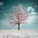 Cherry Tree