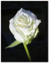 rosas