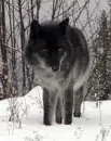 black wolf