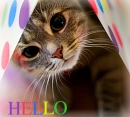 CUTE Kitten