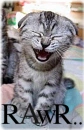 Rawr cute kitten