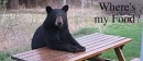 Bear LOL