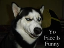 funny dog
